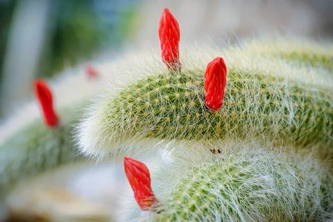 Cleistocactus colademononis monkey tail cactus with red flower buds, macro Stock Photos