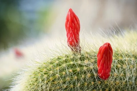 Cleistocactus colademononis monkey tail cactus with red flower buds, macro Stock Photos