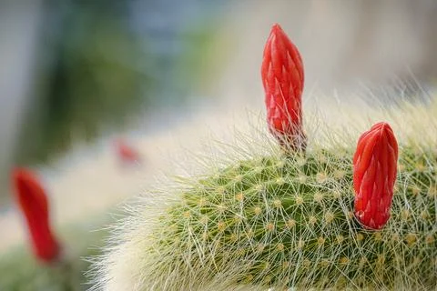Cleistocactus colademononis monkey tail cactus with red flower buds, macro Stock Photos