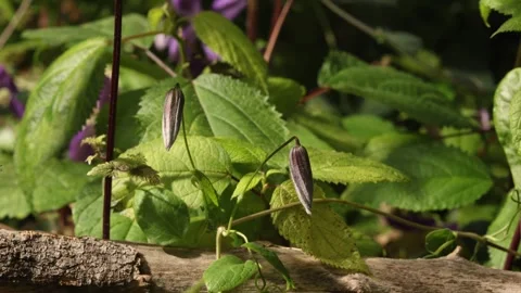 CLEMATIS 2 库存影片 272845590