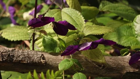 CLEMATIS 3 스톡 동영상 272806669