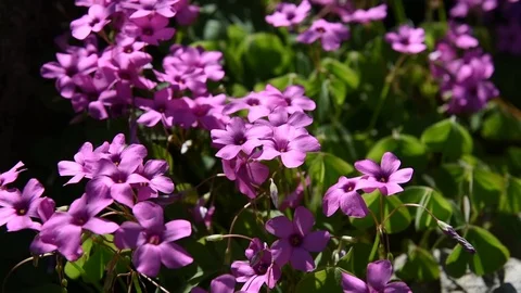 Clematis are a group of plants that has more than 200 species Stock Footage 107283052