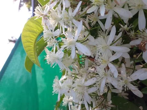 Clematis armandii Stock Photos
