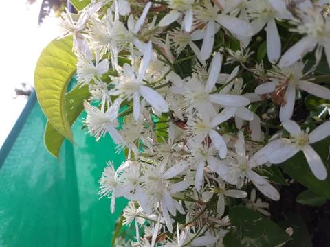 Clematis armandii Stock Photos