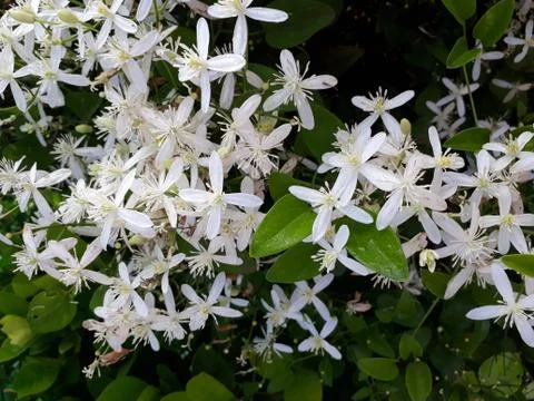Clematis armandii Stock Photos