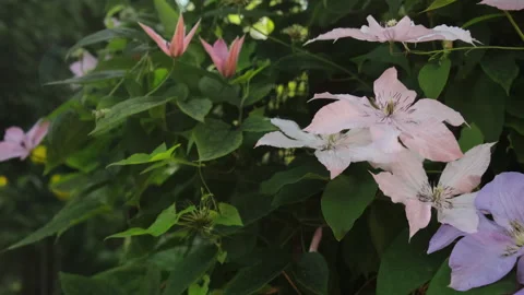 Clematis in bloom. Beautiful climbing flowers in summer garden. Stock Footage 252153791
