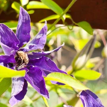 Clematis in bloom Stock Photos