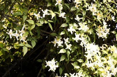 Clematis Blooming 写真素材