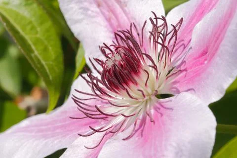 Clematis blossom Stock Photos