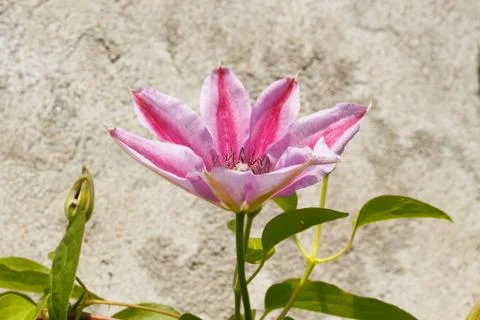 Clematis blossom Foto stock