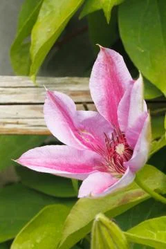 Clematis blossom Stock Photos