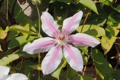 Clematis blossom Stock Photos