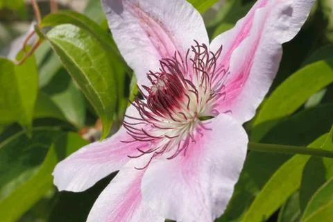 Clematis blossom Foto stock