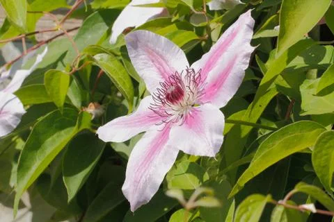Clematis blossom Foto stock