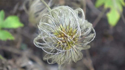 Clematis blowing in the wind. Close view Stock Footage 90396967