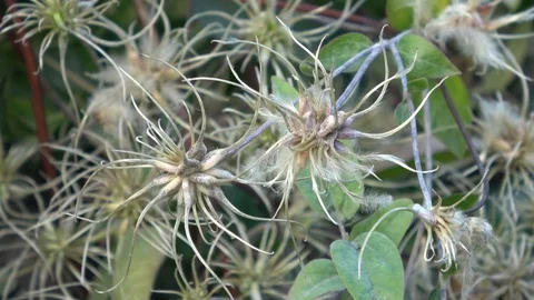 Clematis blowing in the wind. Medium view Stock-Footage 90396997