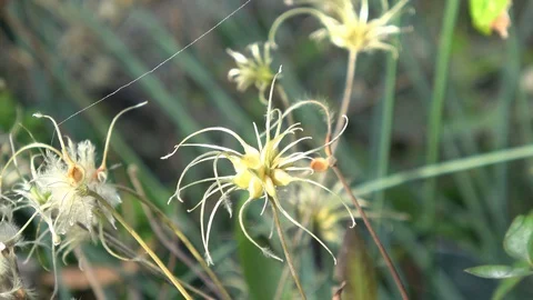 Clematis blowing in the wind. Wide view Stock Footage 90396969
