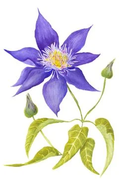 Clematis Botanical Illustration Stock Illustration