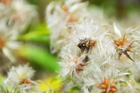 Clematis bush close up with a bug Foto stock