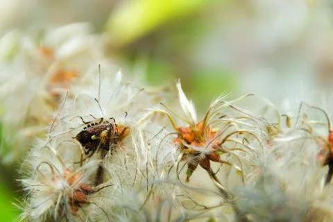 Clematis bush close up with a bug Foto stock