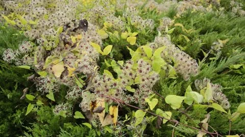 Clematis (Clematis) and juniper (Juniperus) Stock Footage 18008439
