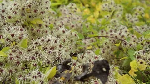 Clematis (Clematis) and juniper (Juniperus) Stock Footage 18008450