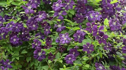 Clematis (Clematis) Stock Footage 14829788