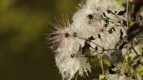 Clematis (Clematis glauca) Stock Footage 18007918
