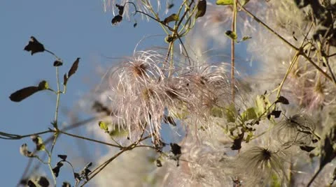 Clematis (Clematis glauca) Stock Footage 18007928