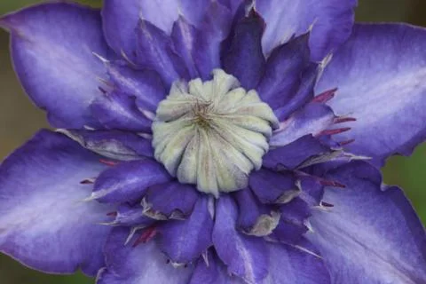 Clematis (Clematis) Stock Photos