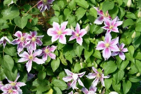 Clematis (Clematis) Stock Photos