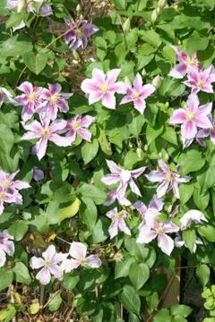 Clematis (Clematis) Stock Photos