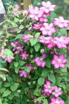 Clematis (Clematis) Stock Photos