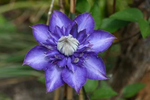 Clematis (Clematis) Stock Photos