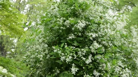 Clematis (Clematis recta) Stock Footage 14830106