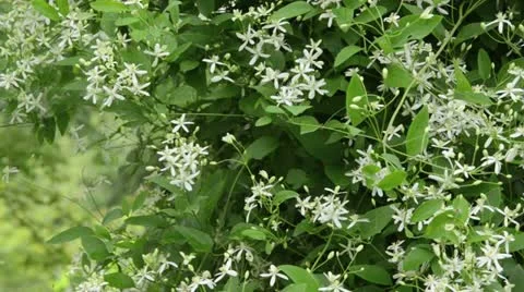 Clematis (Clematis recta) Stock Footage 14830110