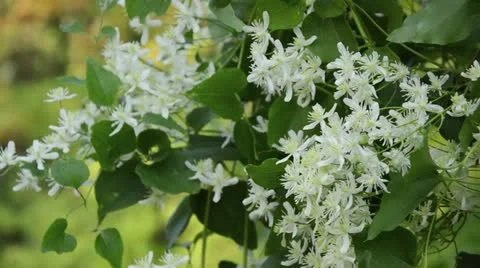 Clematis (Clematis terniflora) Stock Footage 18007584