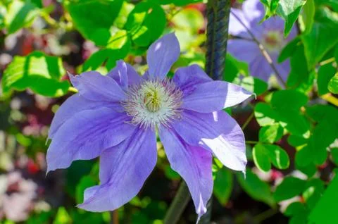 Clematis "Copernicus" close-up Stock Photos