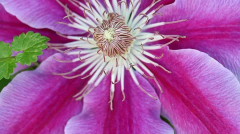 Clematis flower and a spider Stock Footage 37870711