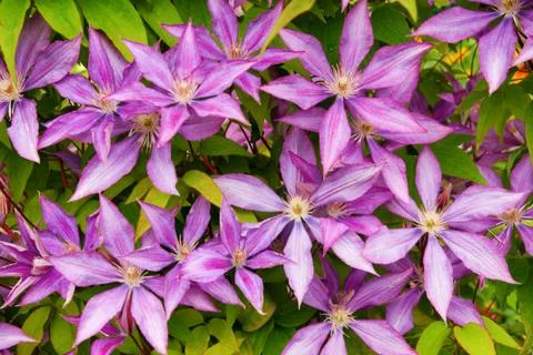Clematis flower background Stock Photos