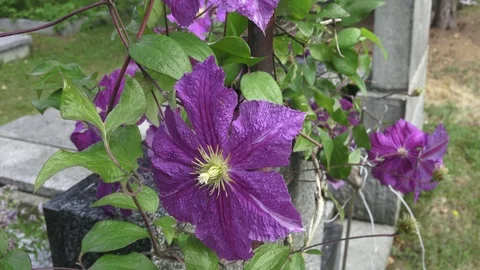 Clematis flower in bloom in spring Stock Footage 92262738
