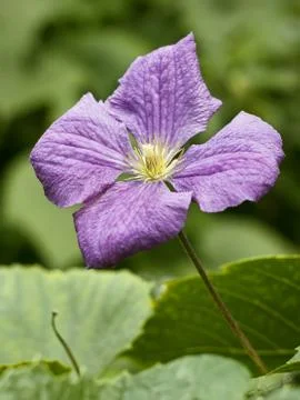 Clematis flower close up Stock Photos