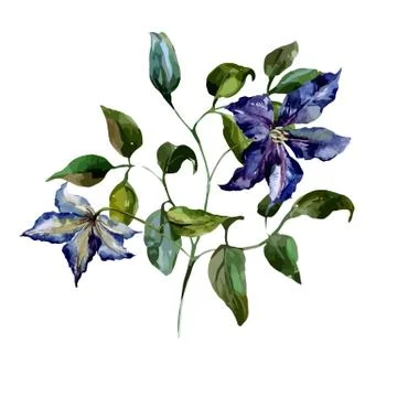 Clematis flower Stock Illustration