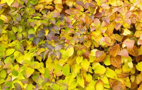 Clematis flower leaf pattern in autumn coloring frontal view Stock Photos