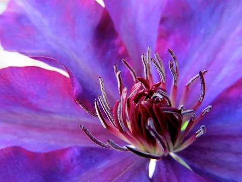 Clematis Flower Macro 写真素材