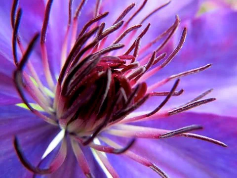 Clematis Flower Macro 写真素材