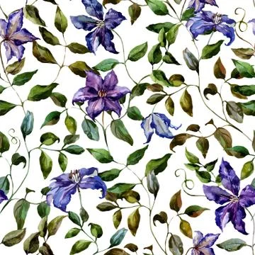 Clematis flower pattern Stock Illustration