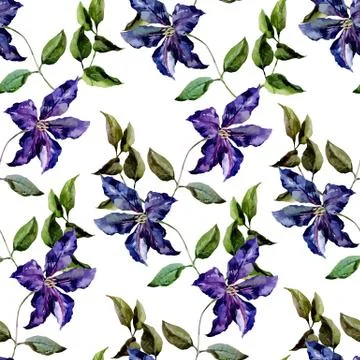 Clematis flower pattern Stock Illustration