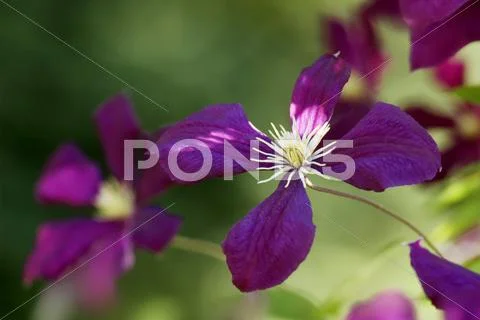 Clematis flower Stock Photos