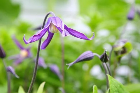 Clematis flower Stock Photos